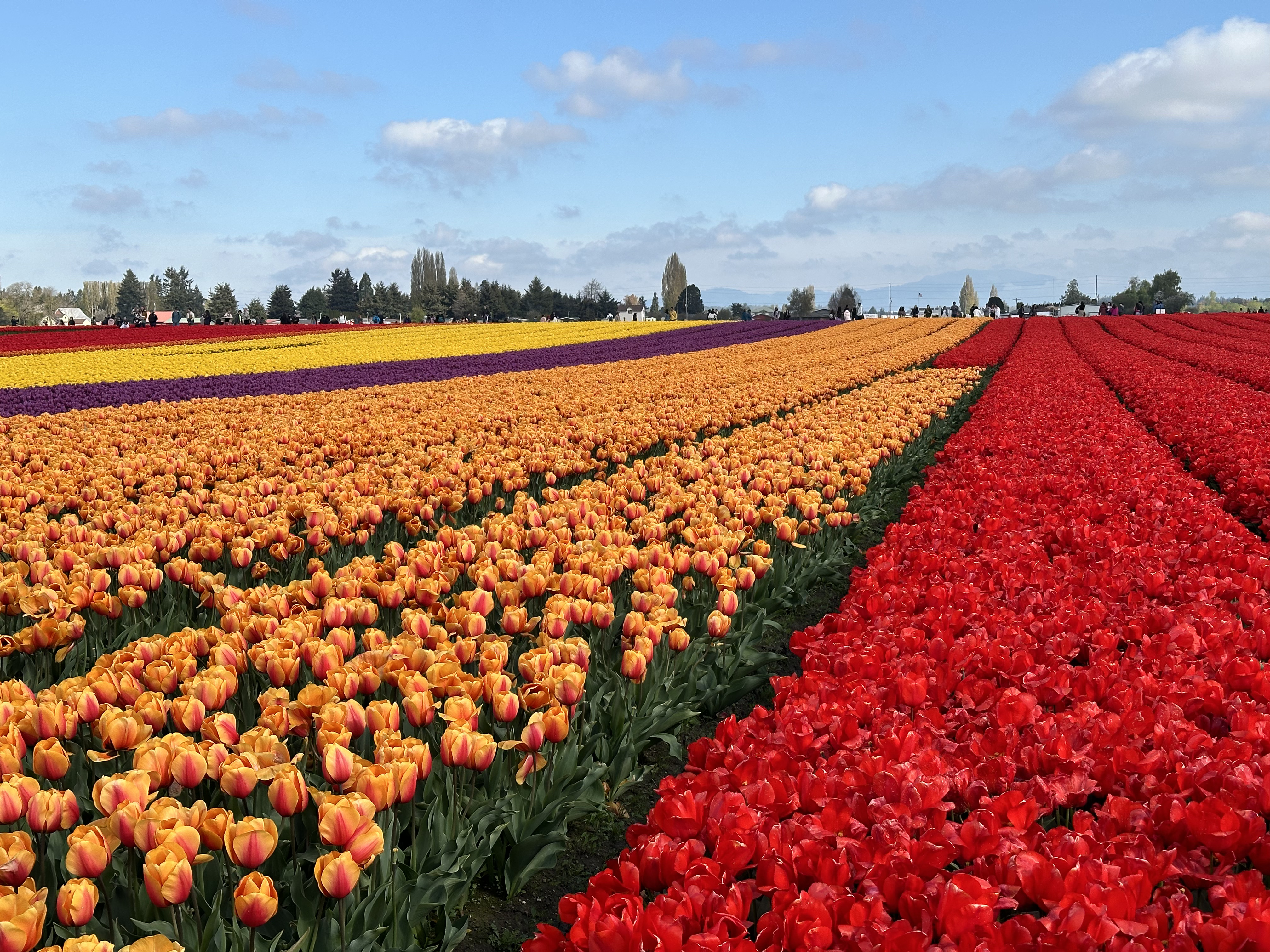 Weekend Getaway: Seattle, Washington & Skagit Valley Tulip Festival